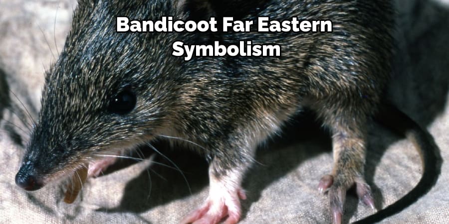 Bandicoot Far Eastern  Symbolism