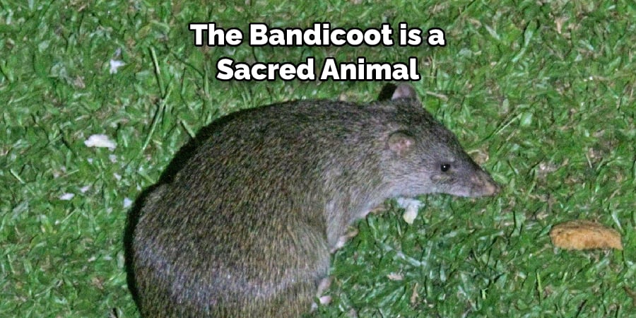 The Bandicoot is a  Sacred Animal 
