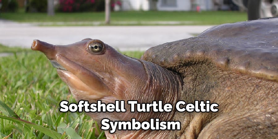 Softshell Turtle Celtic  Symbolism