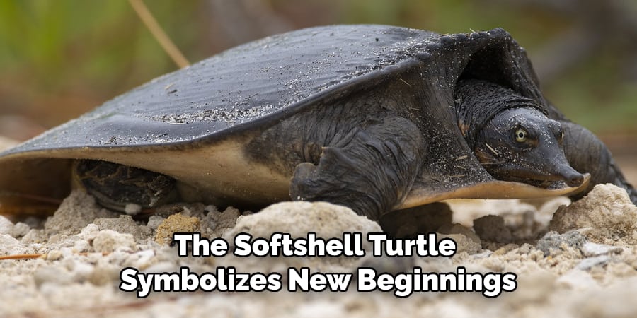 The Softshell Turtle  Symbolizes New Beginnings