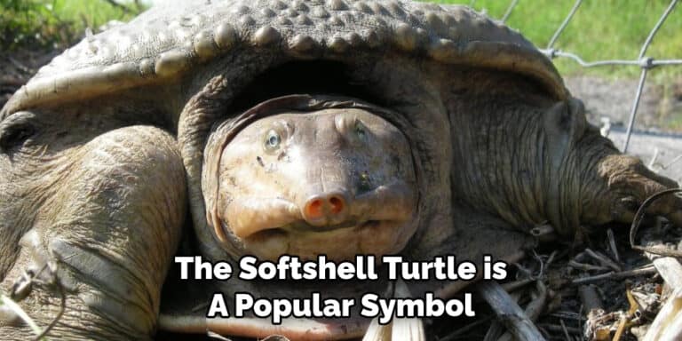 Softshell Turtle Spiritual Meaning, Symbolism, and Totem (2023)