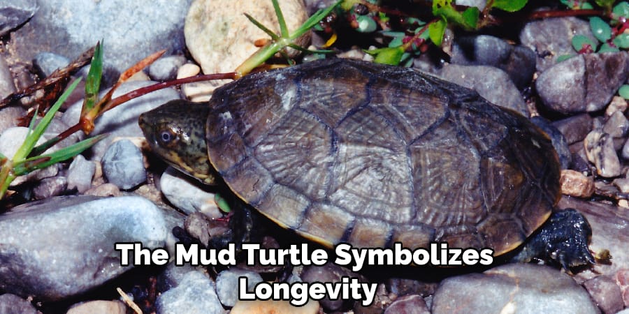 The Mud Turtle Symbolizes  Longevity