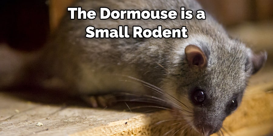 The Dormouse is a  Small Rodent 