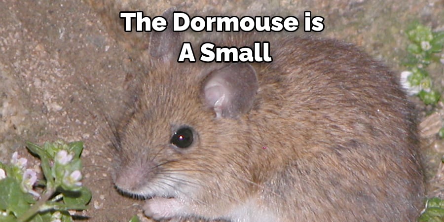 The Dormouse is  A Small