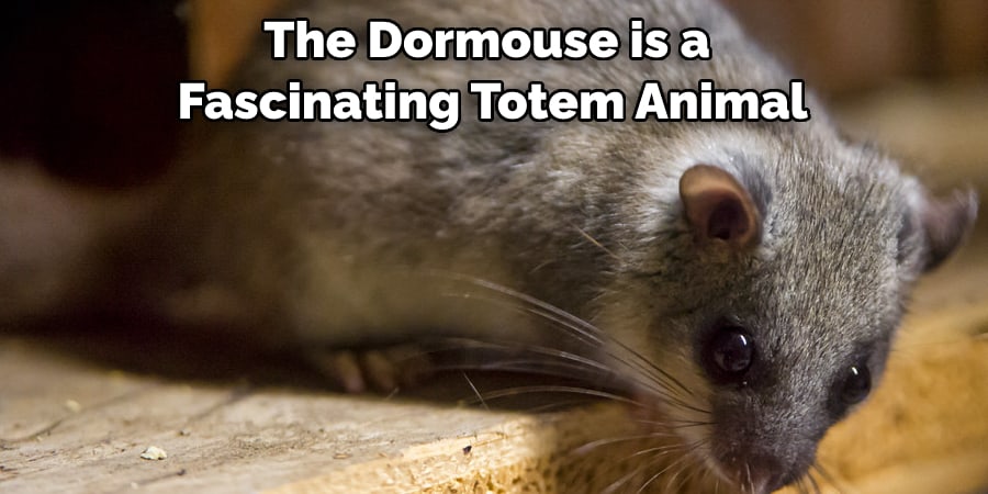 The Dormouse is a Fascinating  Totem Animal
