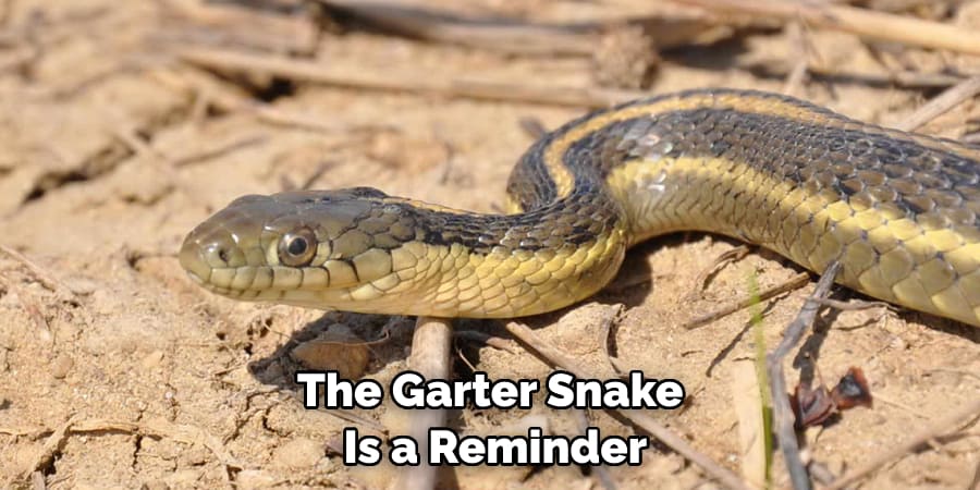 The Garter Snake  Is a Reminder