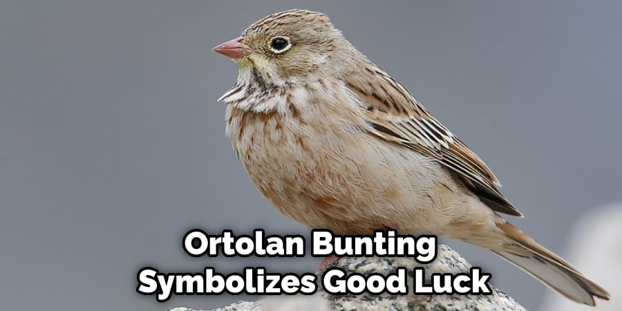 Ortolan Bunting Symbolizes Good Luck