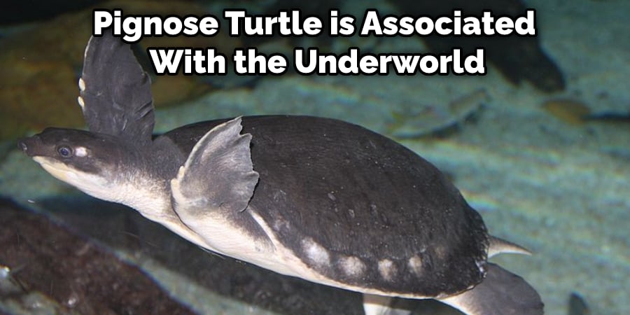 Pignose Turtle is Associated With the Underworld