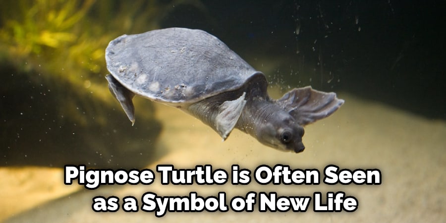 Pignose Turtle is Often Seen as a Symbol of New Life