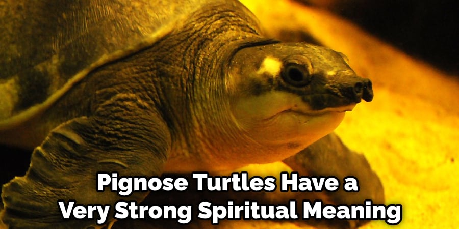 Pignose Turtles Have a Very Strong Spiritual Meaning