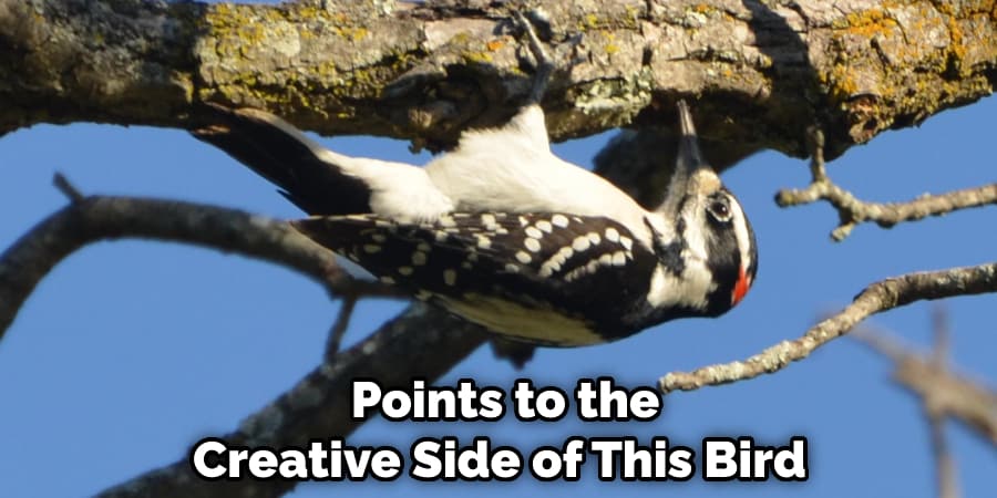  Points to the Creative Side of This Bird