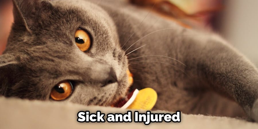 Sick and Injured