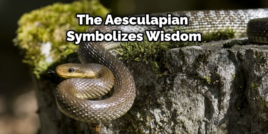 The Aesculapian Symbolizes Wisdom