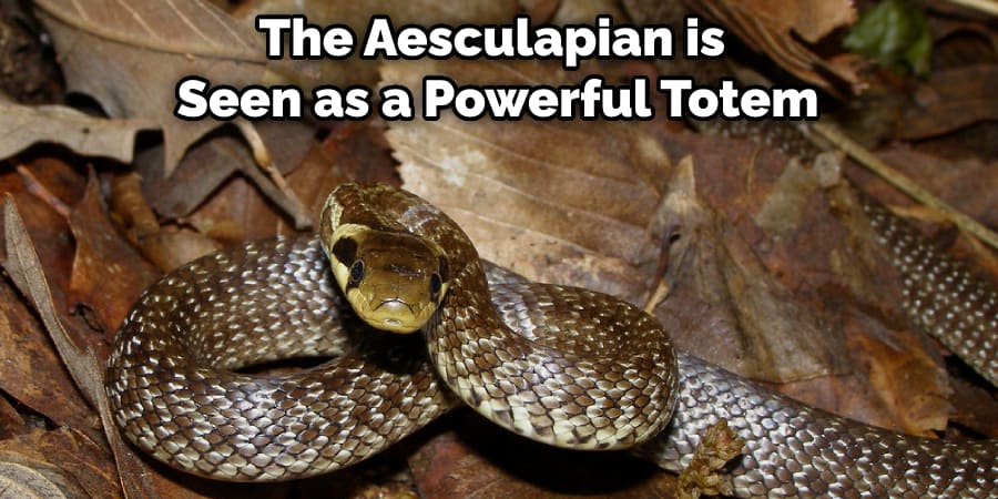 The Aesculapian is Seen as a Powerful Totem