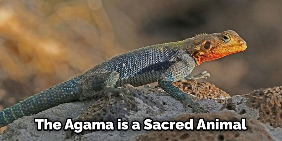 The Agama is a Sacred Animal