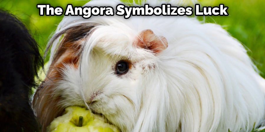 The Angora Symbolizes Luck