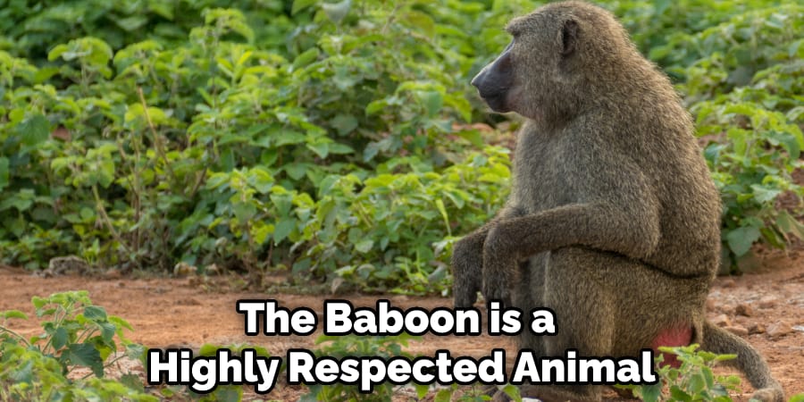 The Baboon is a Highly Respected Animal