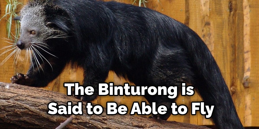 The Binturong is   Said to Be Able to Fly