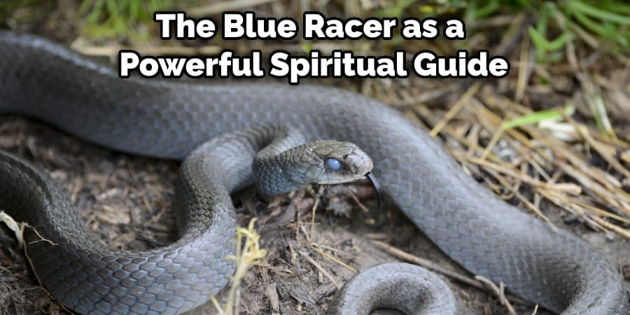 The Blue Racer as a Powerful Spiritual Guide