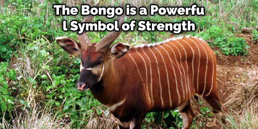 The Bongo is a Powerful Symbol of Strength