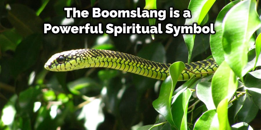 The Boomslang is a Powerful Spiritual Symbol