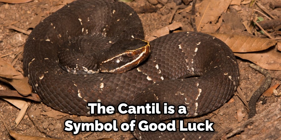 The Cantil is a Symbol of Good Luck