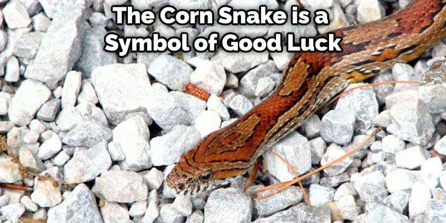 The Corn Snake is a Symbol of Good Luck