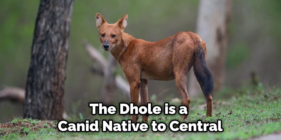 The Dhole is a Canid Native to Central