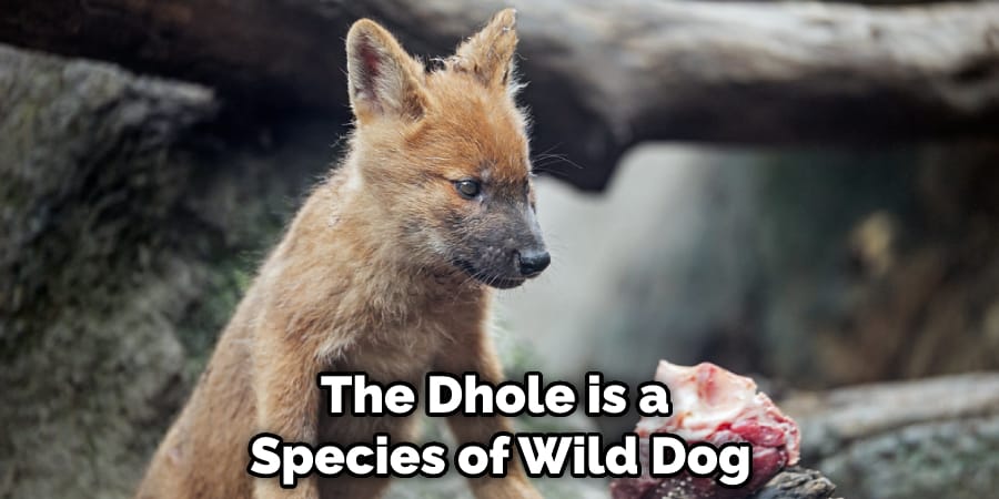 The Dhole is a Species of Wild Dog