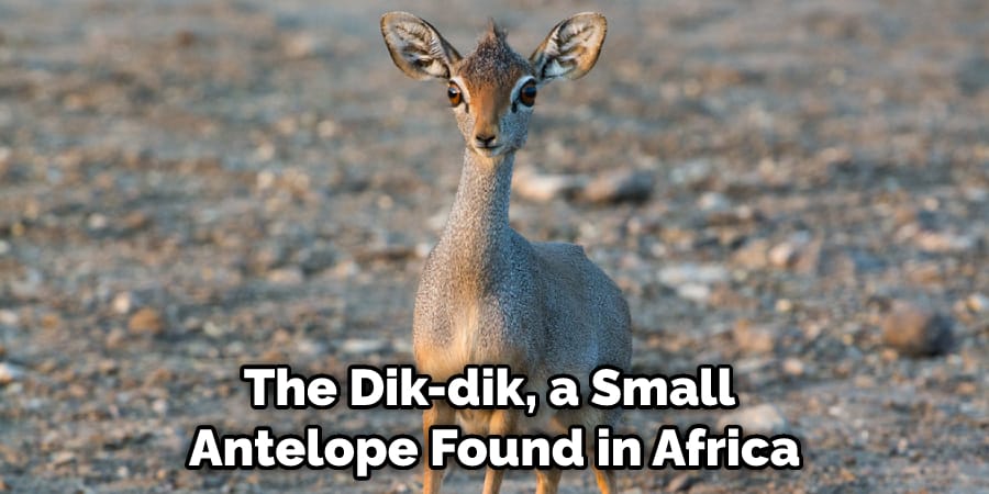 The Dik-dik, a Small Antelope Found in Africa