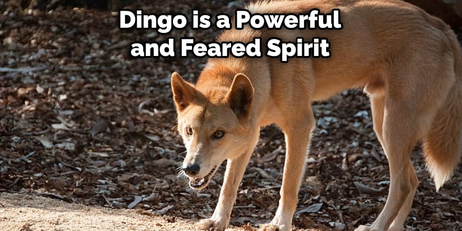 The Dingo is a Powerful and Feared Spirit