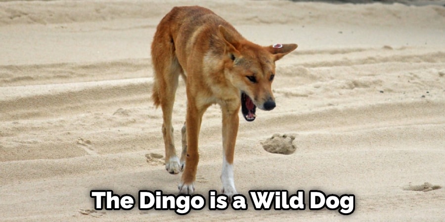 The Dingo is a Wild Dog