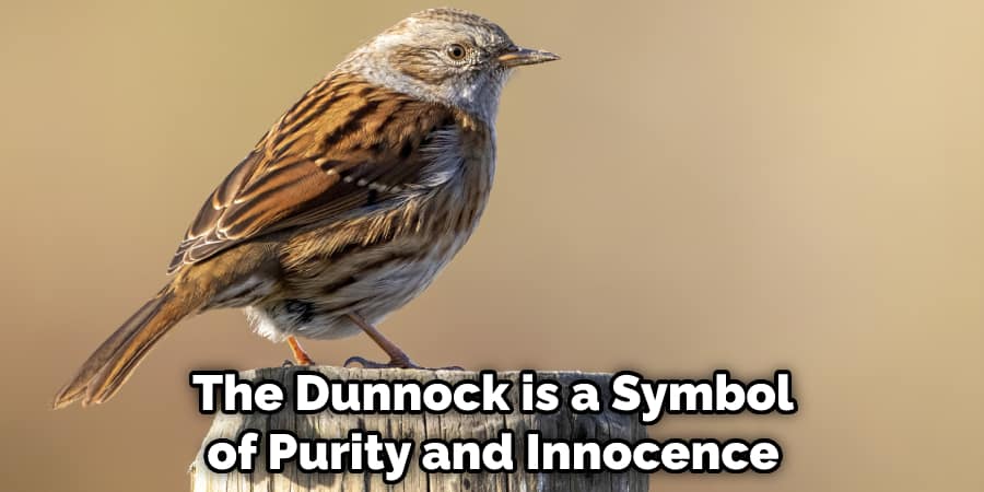 The Dunnock is Also a Symbol of Purity and Innocence