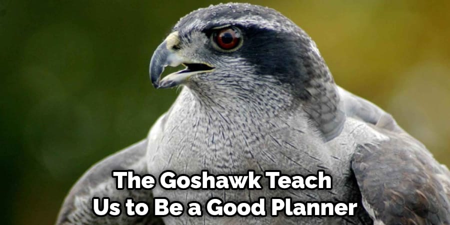 The Goshawk Teach Us to Be a Good Planner