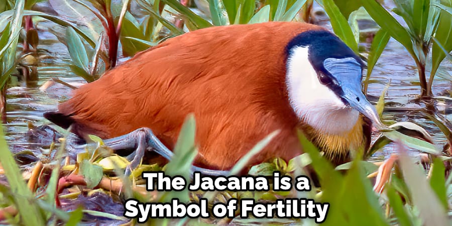 The Jacana is a Symbol of Fertility