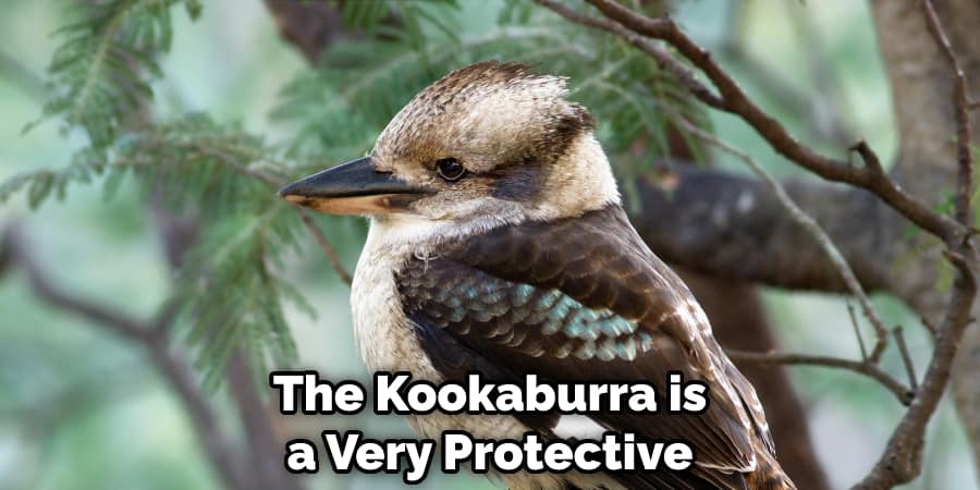 The Kookaburra is a Very Protective