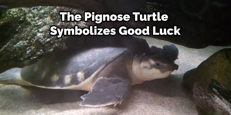 The Pignose Turtle Symbolizes Good Luck