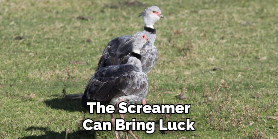 The Screamer Can Bring Luck