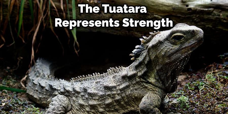 The Tuatara Represents Strength