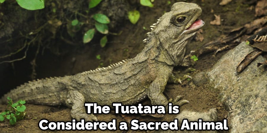 The Tuatara is Considered a Sacred Animal
