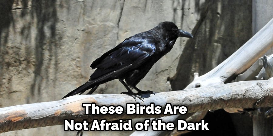 These Birds Are Not Afraid of the Dark