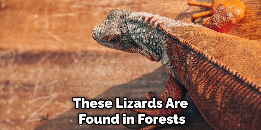 These Lizards Are Found in Forests