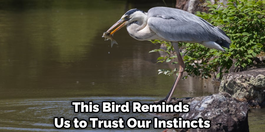 This Bird Reminds Us to Trust Our Instincts