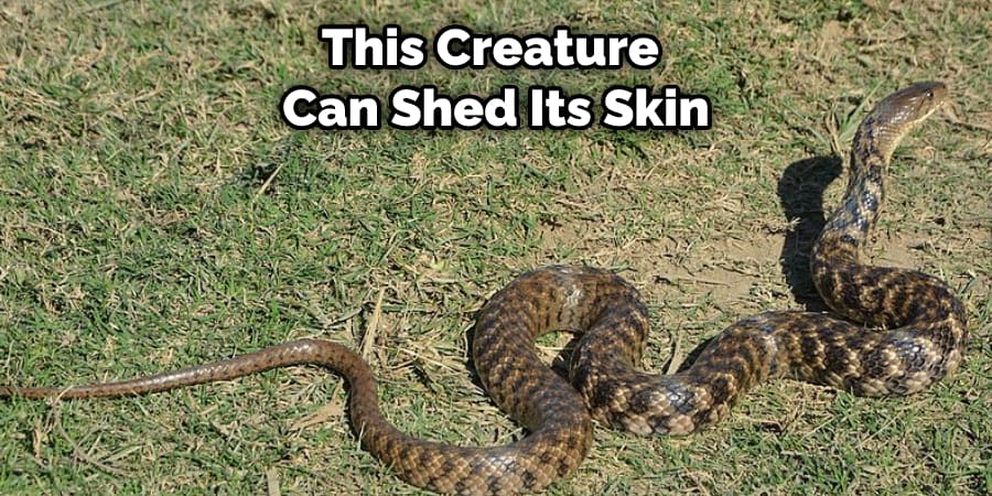 This Creature Can Shed Its Skin