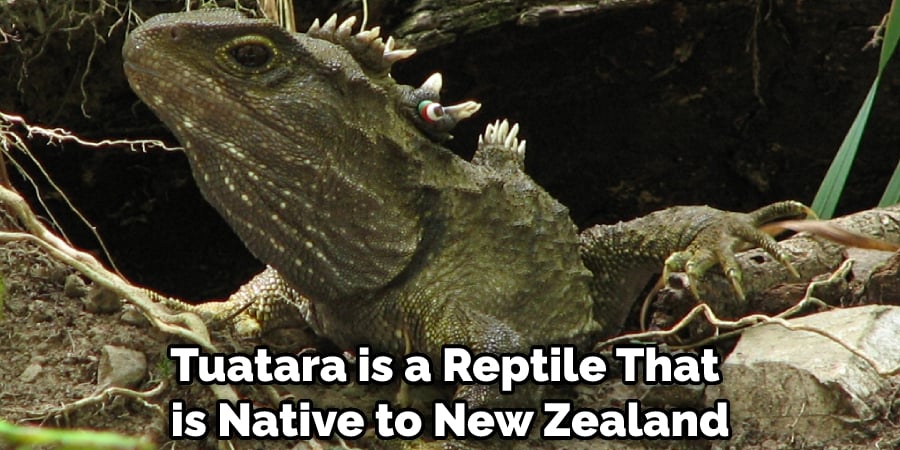 Tuatara is a Reptile That is Native to New Zealand