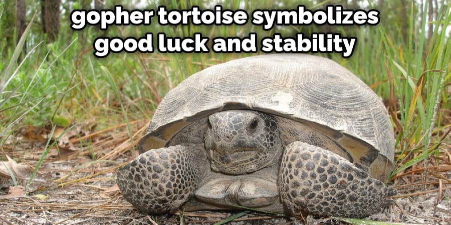 gopher tortoise symbolizes good luck and stability