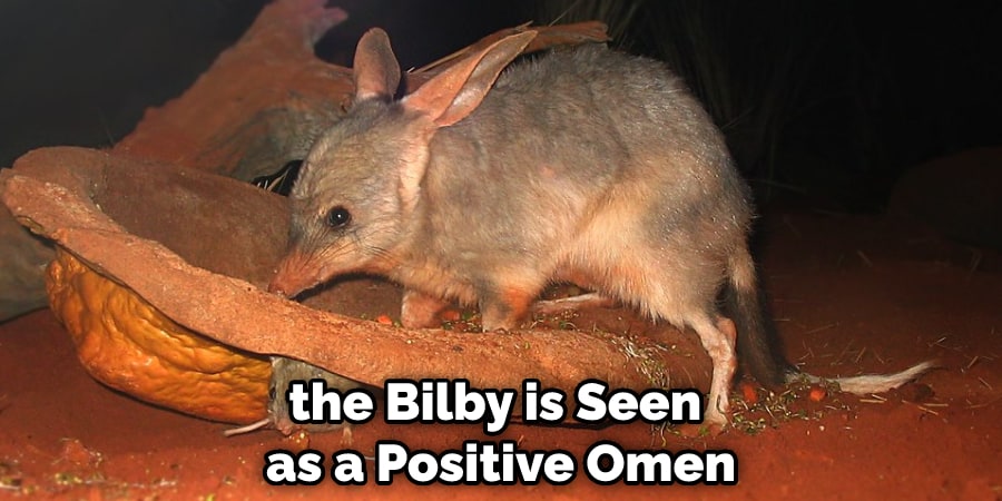 the Bilby is Seen as a Positive Omen