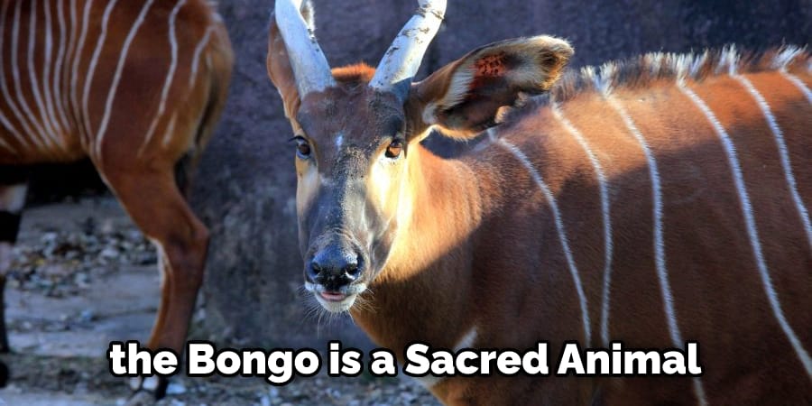  the Bongo is a Sacred Animal