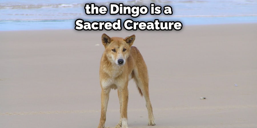 the Dingo is a Sacred Creature