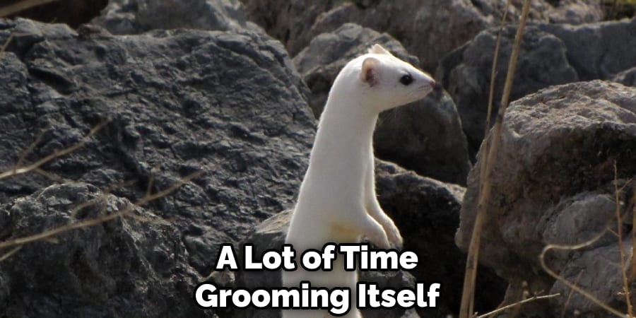 A Lot of Time Grooming Itself